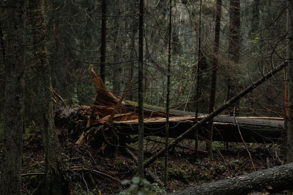 Vientos fuertes dejan árboles caídos en la vía Milagro-Mariscal Sucre