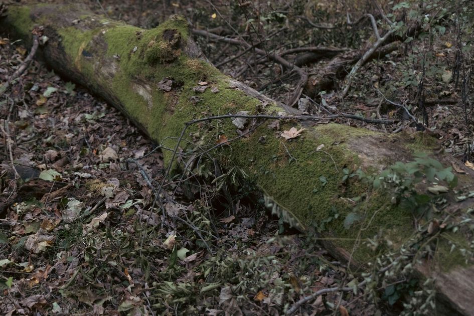 Árbol caído por vientos cierra vía Milagro-Mariscal Sucre y alerta a conductores