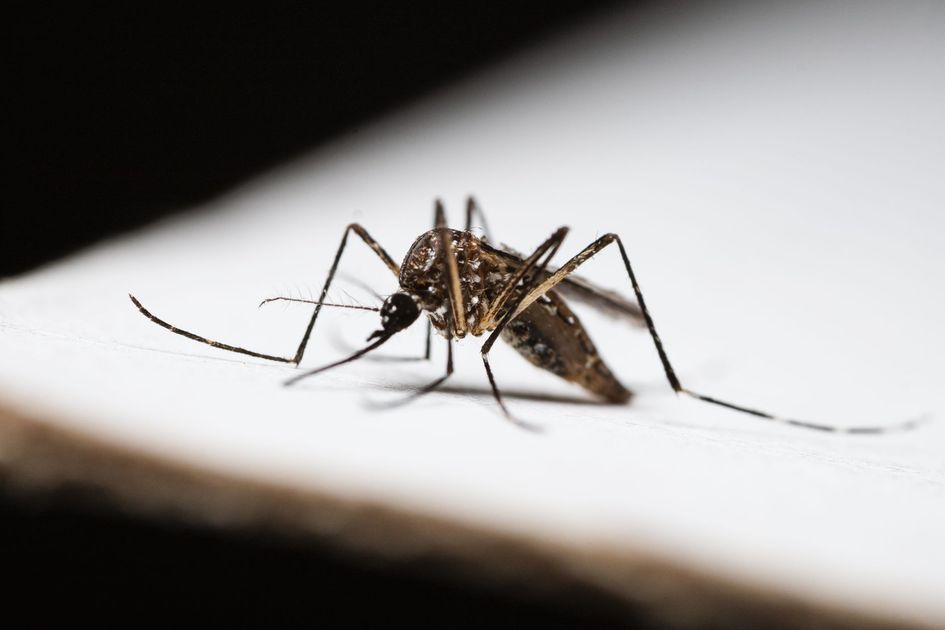 Alcaldía de Milagro advierte sobre síntomas de dengue y prohíbe automedicación