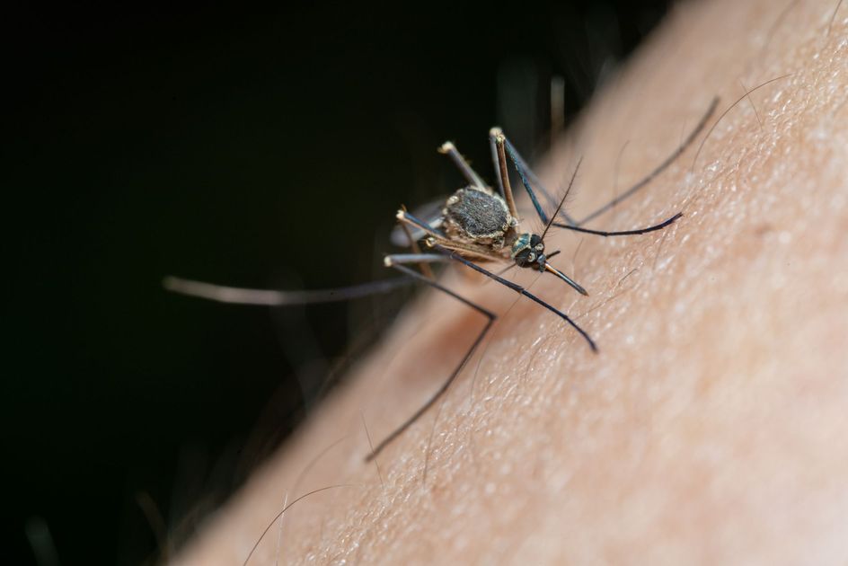 Fumigaciones contra el dengue recorren Milagro: advertencias vecinales para evitar el mosquito